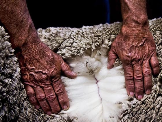 Ermenegildo Zegna lana merino superfine